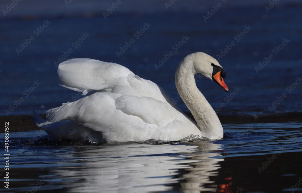 mute swan