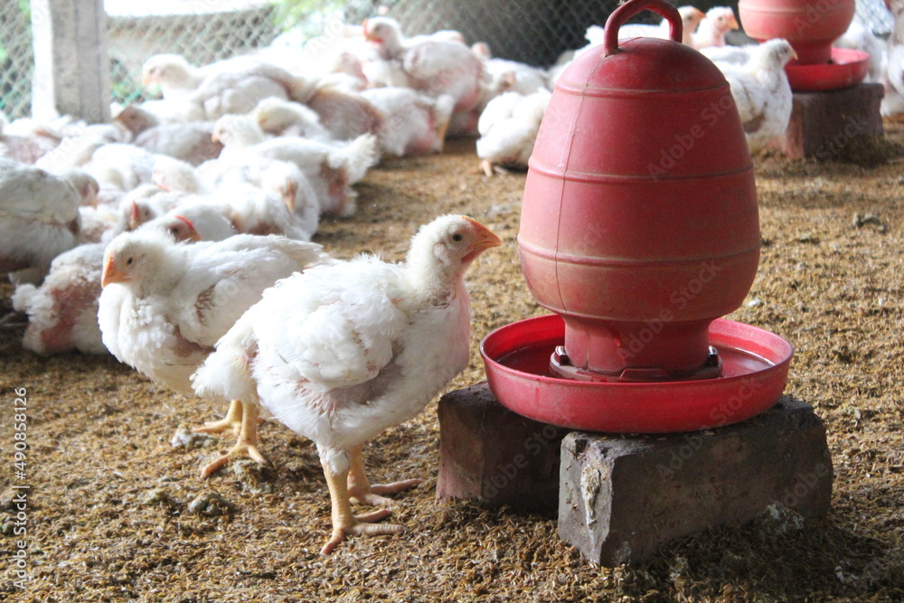 Broiler chicken drinking water in a farm Stock Photo Adobe Stock