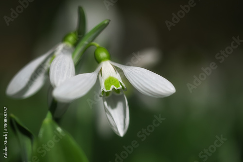 White snowdrops (Galanthus nivalis) close-up on blurry background with copy space, macrophotography. In the forest snowdrops are in bloom in the spring.