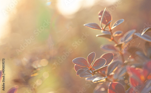 Red leaves on blurred autumn nature background with beautiful sunny bokeh and copy space for text.