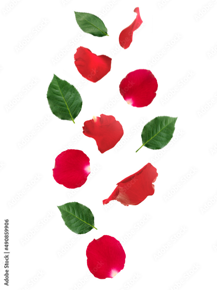 Falling red rose petals and green leaves isolated on white background. applicable for design of greeting cards on Valentine's Day