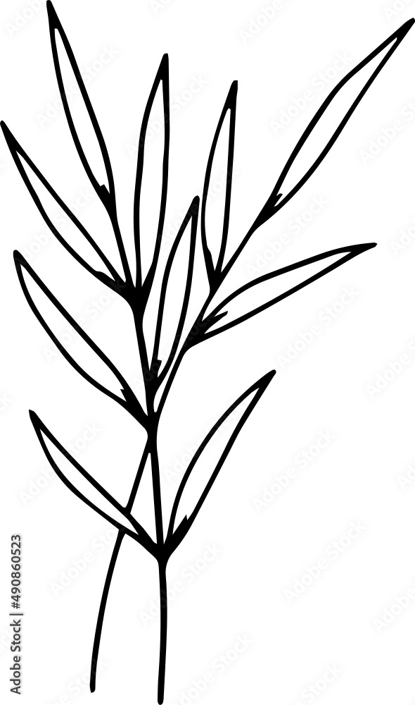 Fototapeta premium collection forest fern eucalyptus art foliage natural leaves herbs in line style. Decorative beauty, elegant illustration for design: Vector flower Botanical