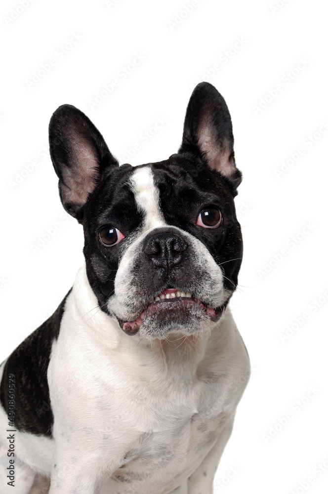 Angry French bulldog dog