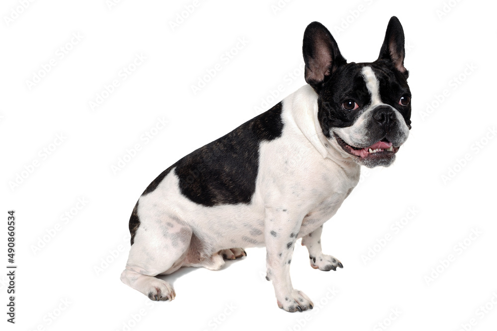 Happy French bulldog dog