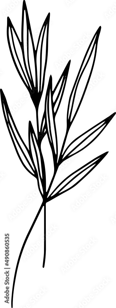Obraz premium collection forest fern eucalyptus art foliage natural leaves herbs in line style. Decorative beauty, elegant illustration for design: Vector flower Botanical