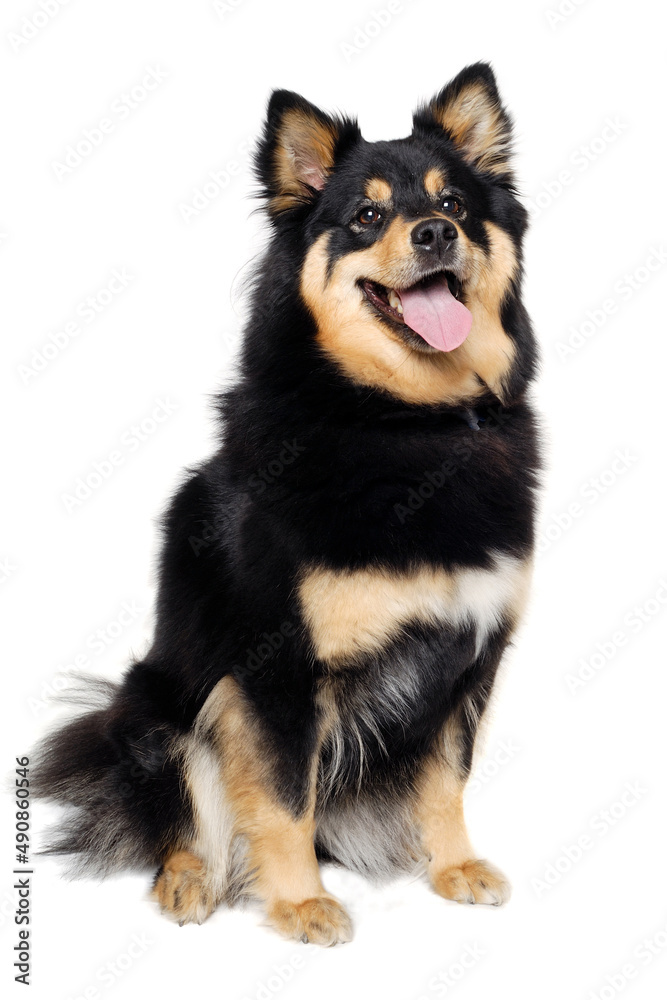 Happy Finnish Lapphund dog sitting on a white background Happy Finnish Lapphund dog sitting on a white background