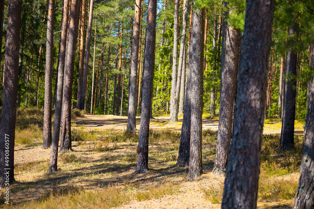 Naklejka premium A beautiful spring forest landscape. Seasonal scenery of Northern Europe woodlands.