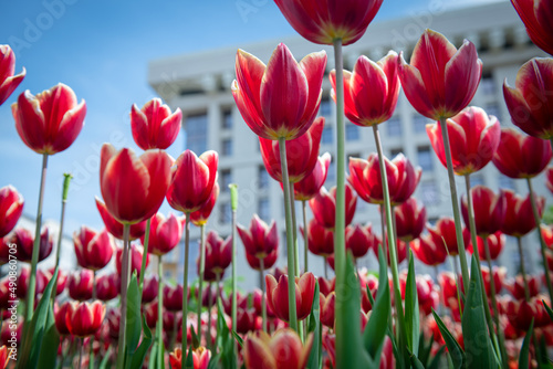 Nice color tulip flowers in the  spring at sunny morning on main square of Kiev Khreshchatyk  Ukraine