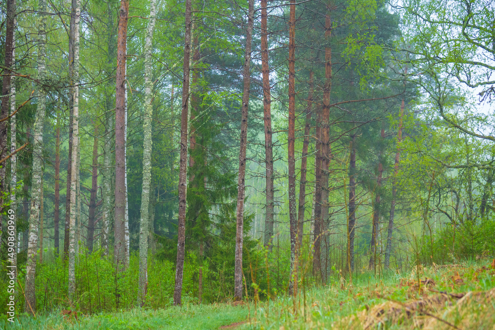 Fototapeta premium A foggy landscape of spring forest during morning hours. Misty seasonal scenery of Northern Europe woodlands.