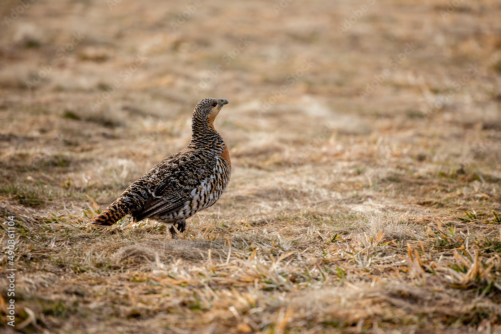 Female Black Grouse on wild, natural environment. Female Black Grouse on wild, natural environment.