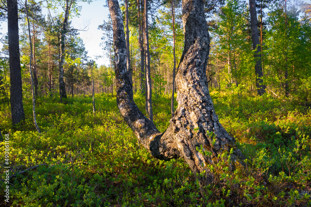Fototapeta premium A beautiful spring swamp landscape in fresh green color. Seasonal swenery of wetland in Northern Europe.