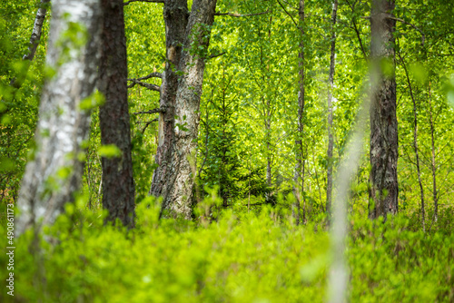 A beautiful spring swamp landscape in fresh green color. Seasonal swenery of wetland in Northern Europe.