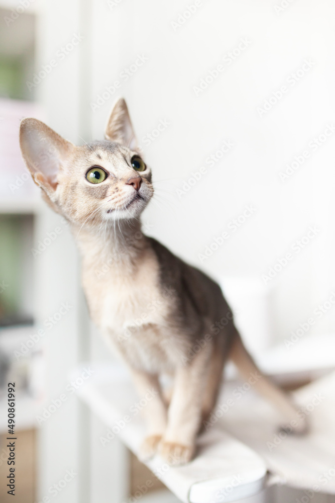 Portrait of abyssinian blue cat sitting on its hammock and looking up. Curious three month old kitten of blue color with big green eyes. Pets care. World cat day. Vertical image. Selective focus. Portrait of abyssinian blue cat sitting on its hammock and looking up. Curious three month old kitten of blue color with big green eyes. Pets care. World cat day. Vertical image. Selective focus.