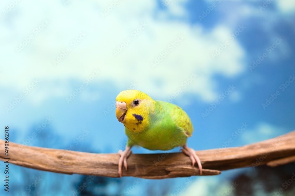 Obraz premium 枝に留まったセキセイインコと青空