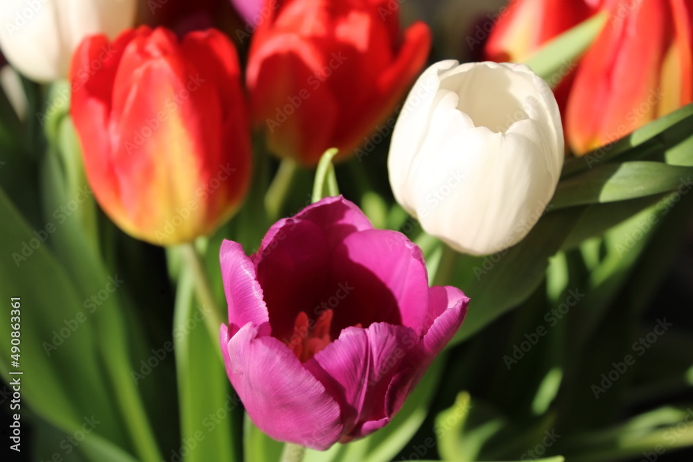 Fototapeta premium bunch of red tulips