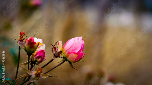 Fleurs de printemps