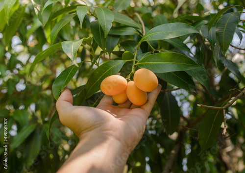Hand of agriculturist holding a bunch of Sweet Yellow Marian Plum or Plum Mango in the garden on blur nature background.