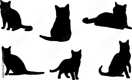 American Short Hair Cat Silhouette Bundle SVG