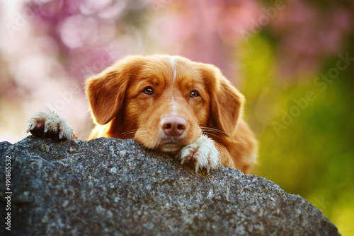 Cute nova scotia duck tolling retriever lying on a rock with pink sakura on background toller photo