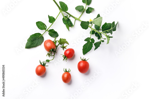 Cherry tomatoes with leaves isolated on white background