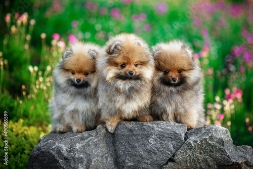 Fototapeta Naklejka Na Ścianę i Meble -  Three cute pomeranian spitz dog puppies sitting on a rock