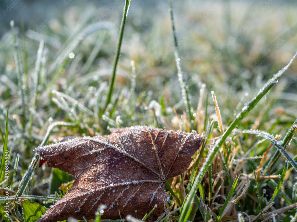 Obraz premium Laubblatt in einer Wiese mit Frost im Herbst