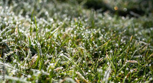 Panorama Gras einer Wiese mit Frost