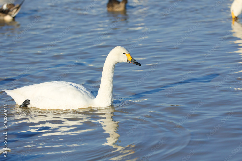 白鳥と湖の風景イメージ