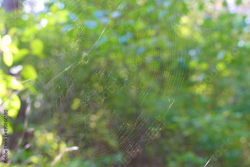 Web in the forest