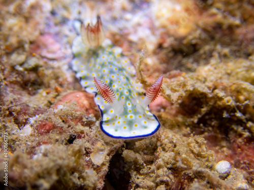 nudibranch, sea lug