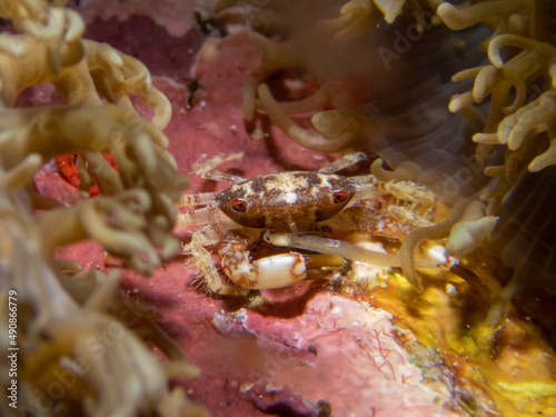 crab on coral
