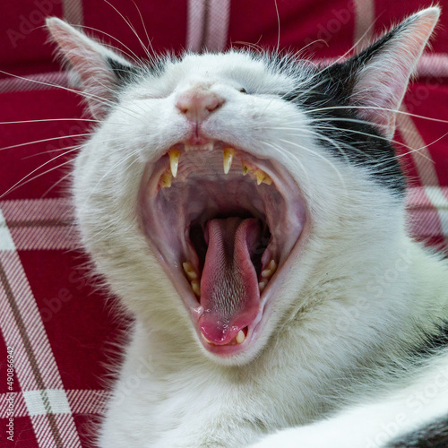 Wallpaper Mural Müde Katze Torontodigital.ca