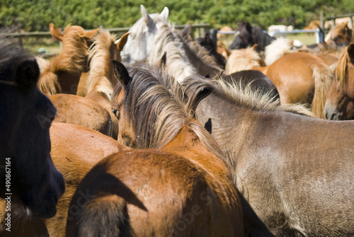 Closeup of the herd of wild horses gathered for Rapa das Bestas. Galicia, Spain. photo