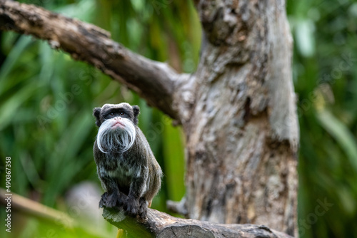 emperor tamarin photo