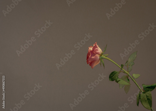 Wallpaper Mural Einsame Rose Torontodigital.ca