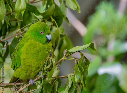 antipodes parakeet photo