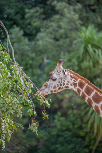 Canvas Print giraffe