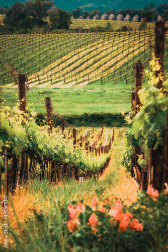 beautiful green vineyard in summer in Tuscany