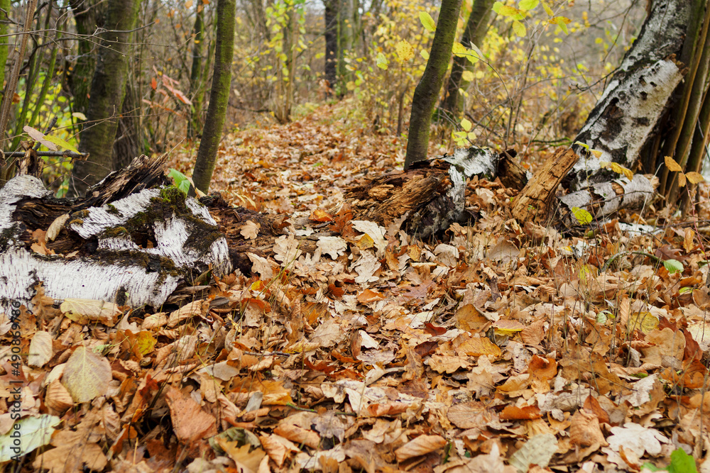 Footpath in fallen leaves and fallen birch trunk. Footpath in fallen leaves and fallen birch trunk.