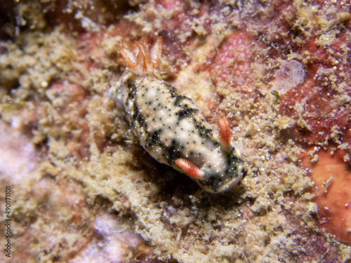 nudibranch, sea slug