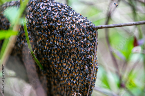Many bees were on their hive. in the forest among nature