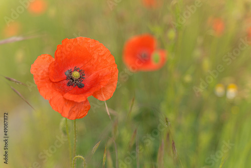 Wallpaper Mural Mohnblüte Torontodigital.ca