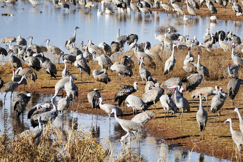 Sandhill cranes (Grus canadensis) gather each winter in Whitewater Draw, in the southern Sulphur Springs Valley near McNeal, Arizona, USA photo
