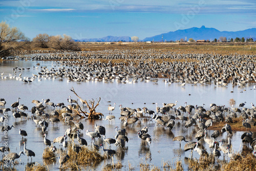Thousands of Sandhill cranes (Grus canadensis) gather each winter in Whitewater Draw, in the southern Sulphur Springs Valley near McNeal, Arizona, USA
 photo
