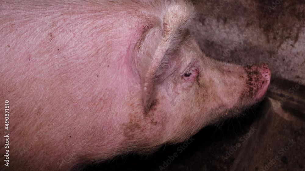 Adult, fat, dirty pig on a farm indoors. Breeding pigs for meat, pig breeding. Industrial animal husbandry. Adult, fat, dirty pig on a farm indoors. Breeding pigs for meat, pig breeding. Industrial animal husbandry.