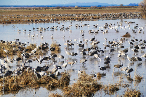Thousands of Sandhill cranes (Grus canadensis) gather each winter in Whitewater Draw, in the southern Sulphur Springs Valley near McNeal, Arizona, USA
 photo