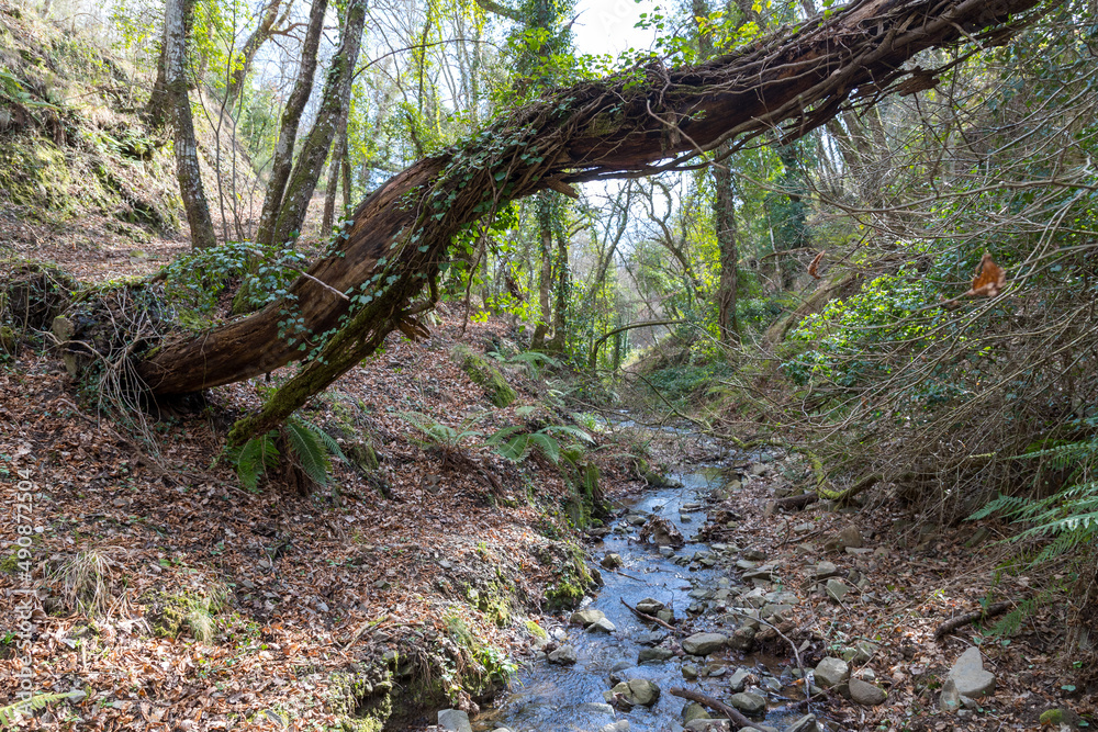 fallen tree stream in the forest, Tuscany, Italy