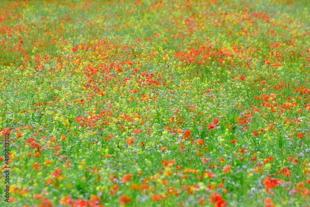 sommerblumen mohn und margerithen mit feldern am wegesrand