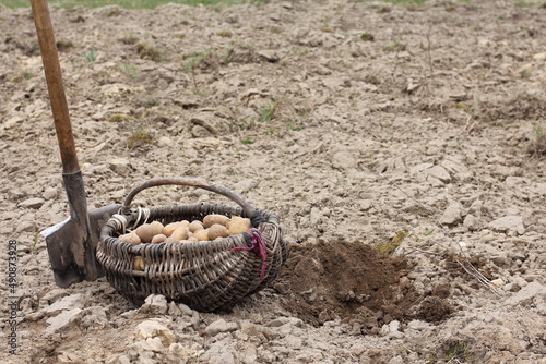 an old wicker basket full of potatoes next to a shovel in the field. handmade planting in the village
