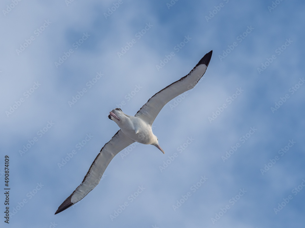 Wandering albatross (snowy albatross, white-winged albatross, oonie) (Diomedea exulans), seen while naviagting through the drake passage on the way to the Antarctic peninsula. Wandering albatross (snowy albatross, white-winged albatross, oonie) (Diomedea exulans), seen while naviagting through the drake passage on the way to the Antarctic peninsula.